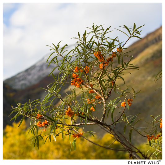 "What Is Sea Buckthorn, and What Benefits Does It Have"?