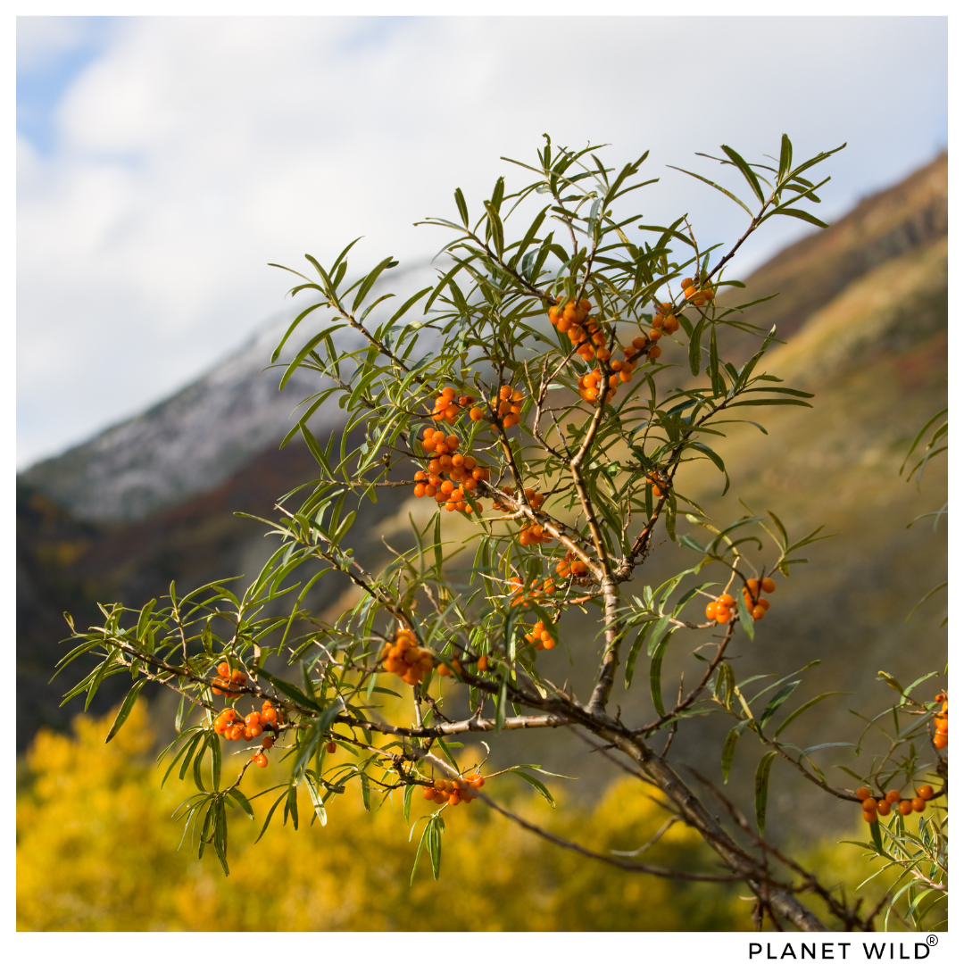 "What Is Sea Buckthorn, and What Benefits Does It Have"?