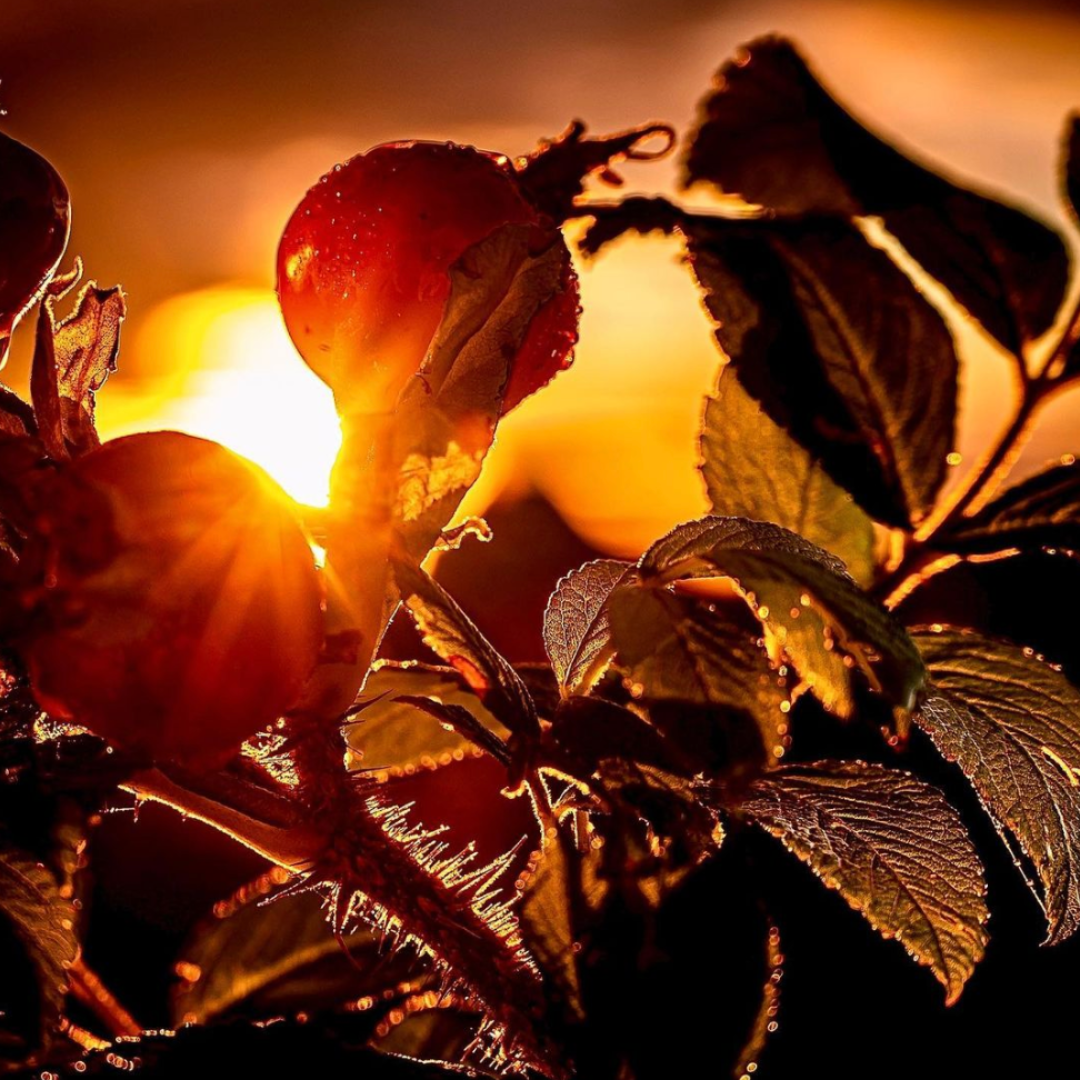 Wild Rosehip And Wild Sea Buckthorn Food Supplements For Immune Support, Eye Health Support, Heart Health Support, Brain Health Support, Cholesterol Management, Pain relief, Anti-inflammation, Blood pressure regulation, Omega 3, Vitamin C, Vitamin E, Vitamin K, Iron , Calcium, Potassium, Magnesium, Silicon, Sodium, Zinc 