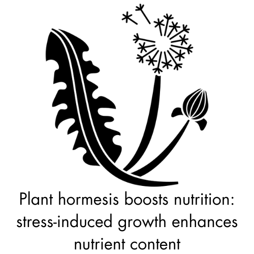 Wild Rosehip And Wild Sea Buckthorn Food Supplements For Immune Support, Eye Health Support, Heart Health Support, Brain Health Support, Cholesterol Management, Pain relief, Anti-inflammation, Blood pressure regulation, Omega 3, Vitamin C, Vitamin E, Vitamin K, Iron , Calcium, Potassium, Magnesium, Silicon, Sodium, Zinc 